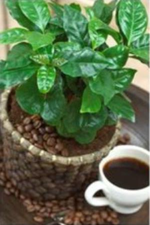 planta de café arábica