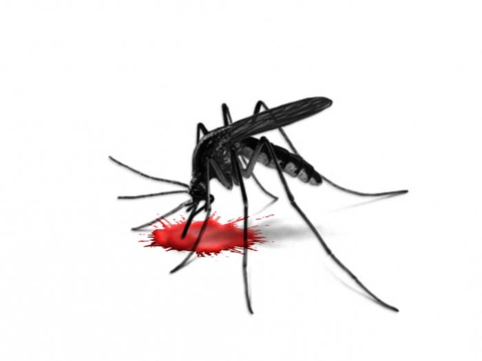 O que se alimenta de mosquitos machos