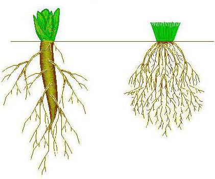 características da estrutura da raiz da planta