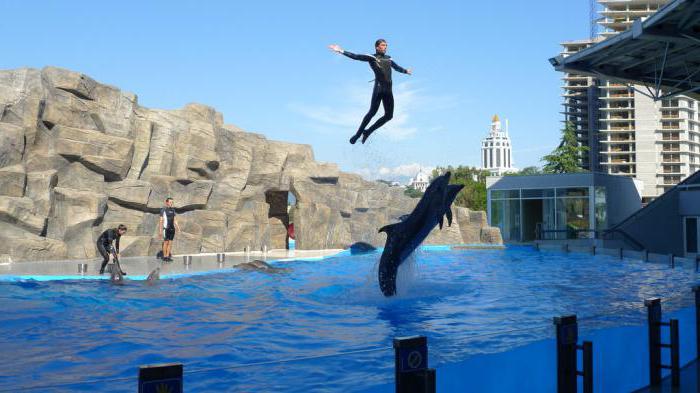 O modo de funcionamento do dolphinarium em Batumi
